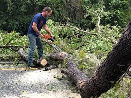 Best Leaf Removal  in Mcdade, TX