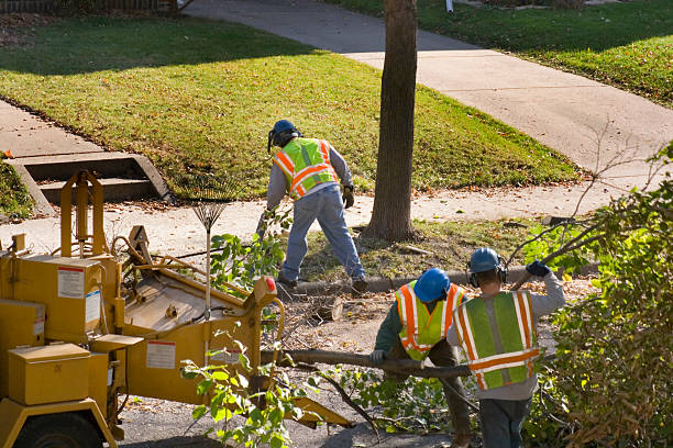 Trusted Mcdade, TX Tree Services Experts