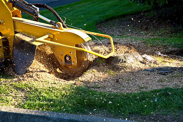 How Our Tree Care Process Works  in  Mcdade, TX