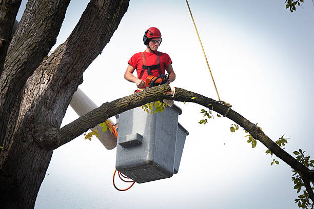 Best Tree Mulching  in Mcdade, TX