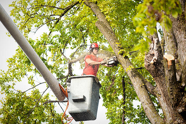 Professional Tree Services in Mcdade, TX