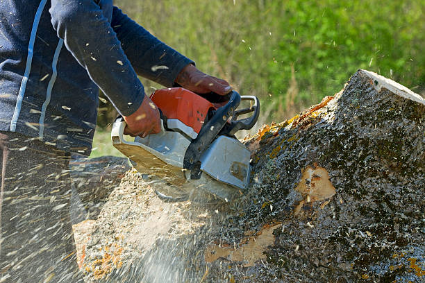 Best Weed Control  in Mcdade, TX