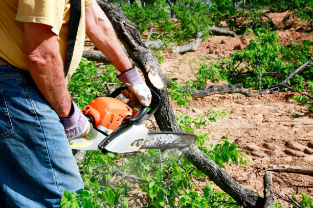 Best Tree Maintenance Programs  in Mcdade, TX